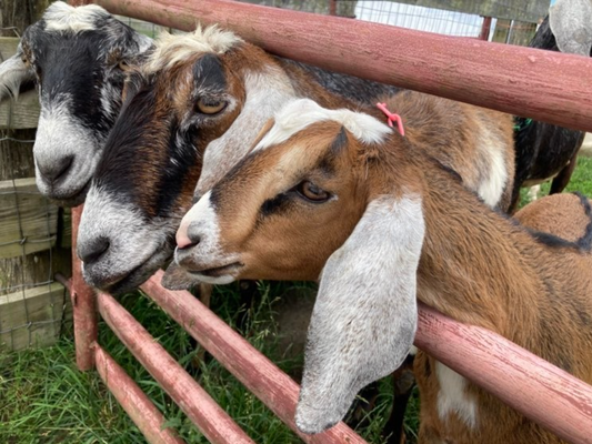 Achy Goat Cream