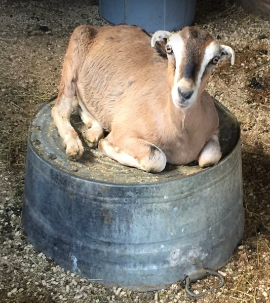 Achy Goat Cream